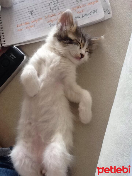 Soke, Kedi  Kivi fotoğrafı