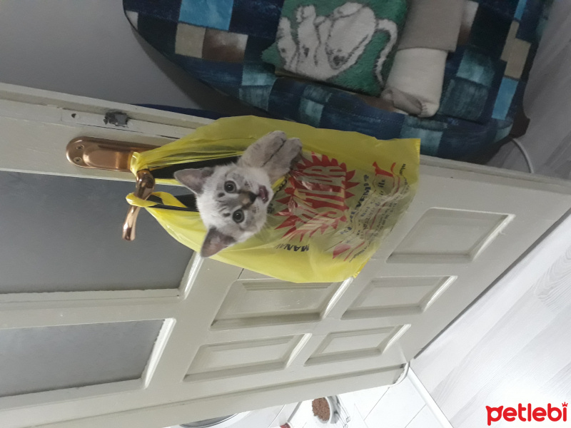 Siyam Kedisi, Kedi  Niko fotoğrafı