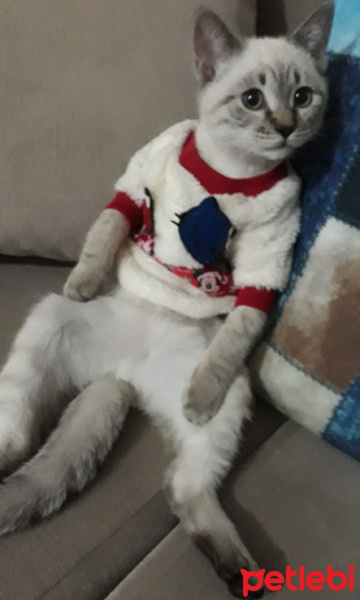 Siyam Kedisi, Kedi  Niko fotoğrafı