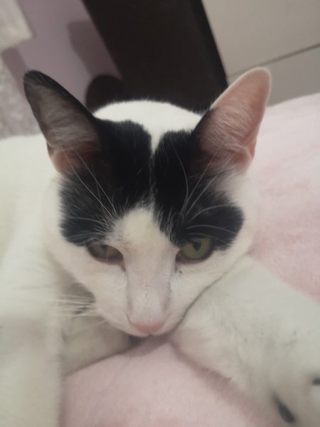 Tekir Kedi, Kedi  Vişne fotoğrafı