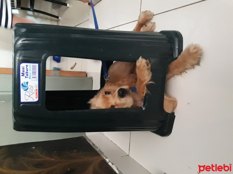 Amerikan Cocker Spaniel, Köpek  ceysi fotoğrafı