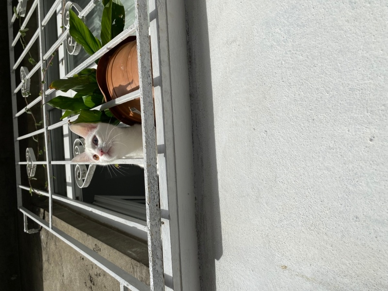 Van Kedisi, Kedi  Şiva fotoğrafı