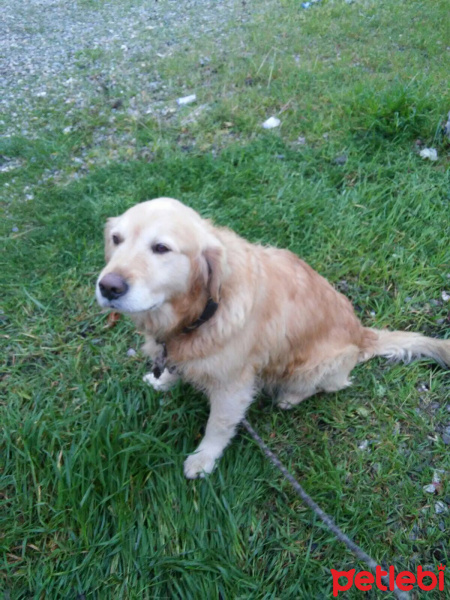 Golden Retriever, Köpek  Golden fotoğrafı