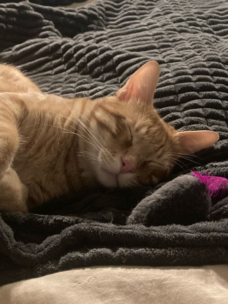 Tekir Kedi, Kedi  Kiki fotoğrafı