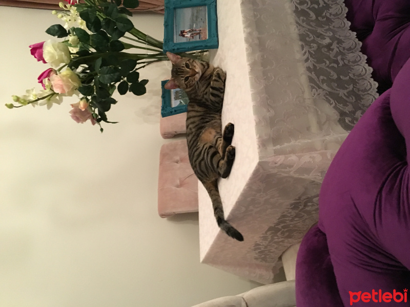 Tekir Kedi, Kedi  Atom fotoğrafı