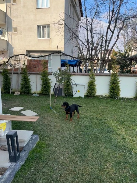 Rottweiler, Köpek  Pablo fotoğrafı