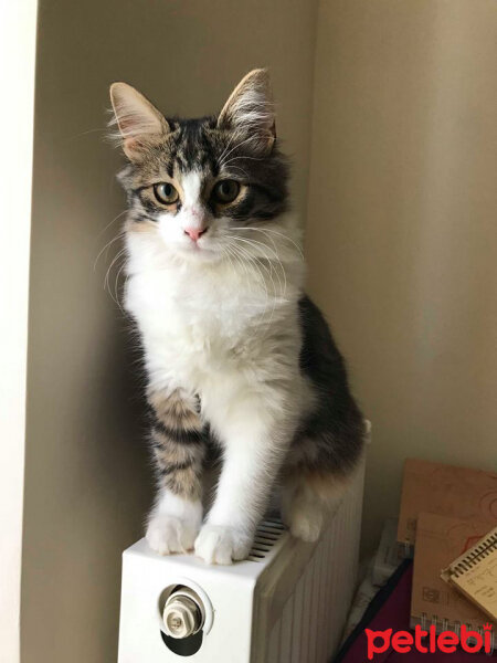 Norwegian Forest, Kedi  Sherlock fotoğrafı