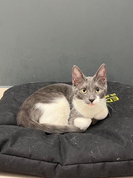 Tekir Kedi, Kedi  Duman fotoğrafı