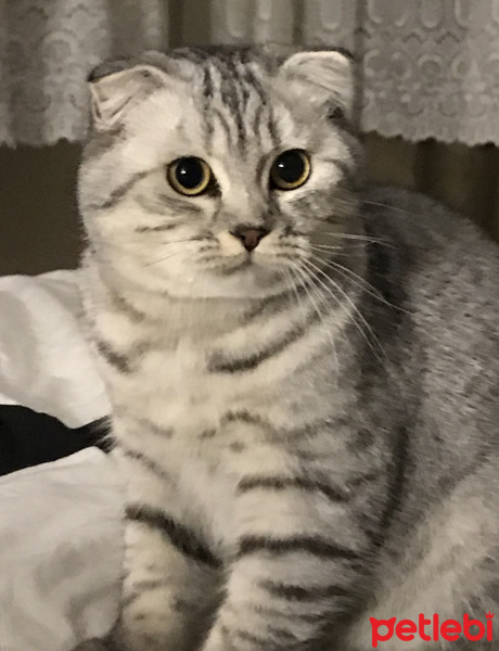 Scottish Fold, Kedi  dumy fotoğrafı