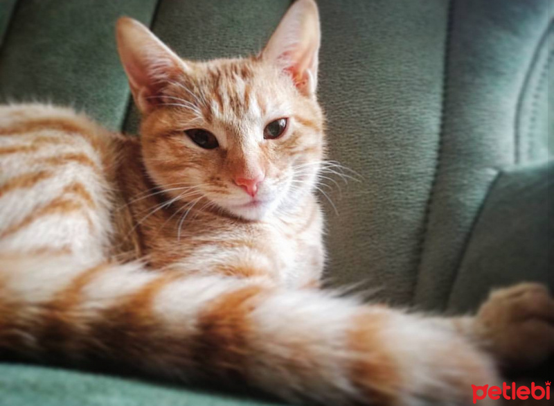 Tekir Kedi, Kedi  Bitter fotoğrafı