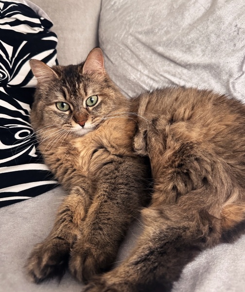 Sibirya Kedisi, Kedi  Leydi fotoğrafı