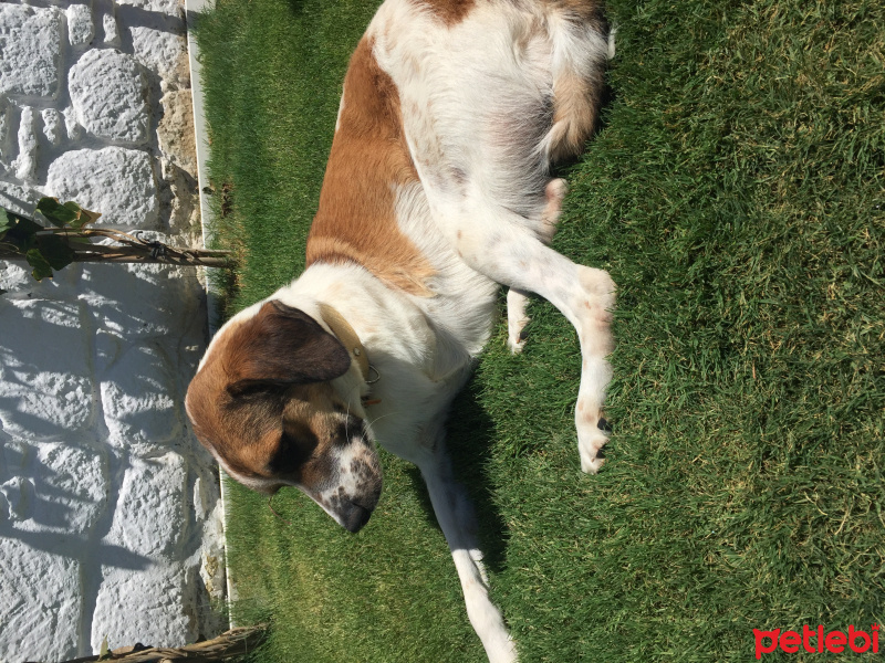 Sokö (Sokak Köpeği), Köpek  TRIPLE fotoğrafı