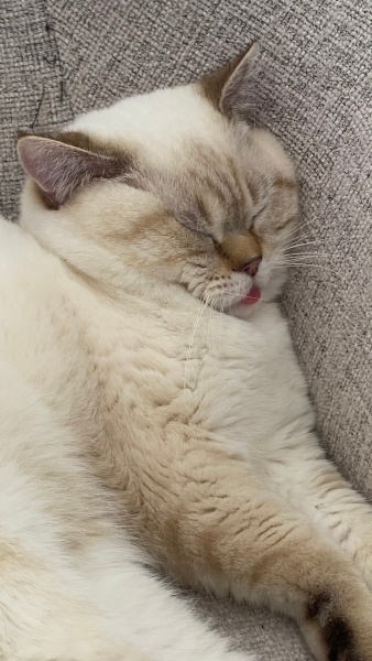 British Shorthair, Kedi  Yamyam fotoğrafı