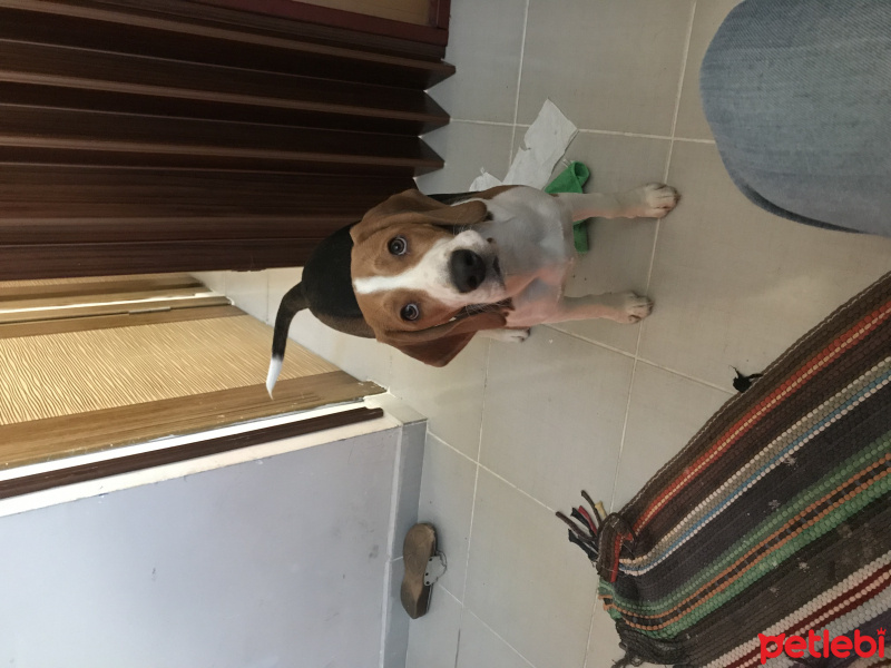 Beagle, Köpek  Şans fotoğrafı