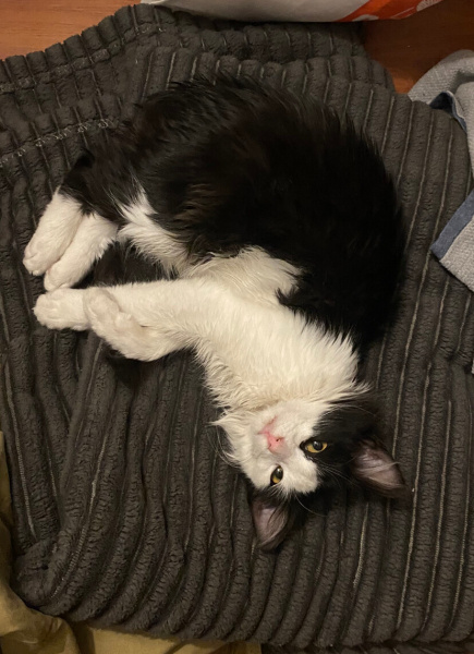 Tuxedo (Smokin) Kedi, Kedi  maki fotoğrafı