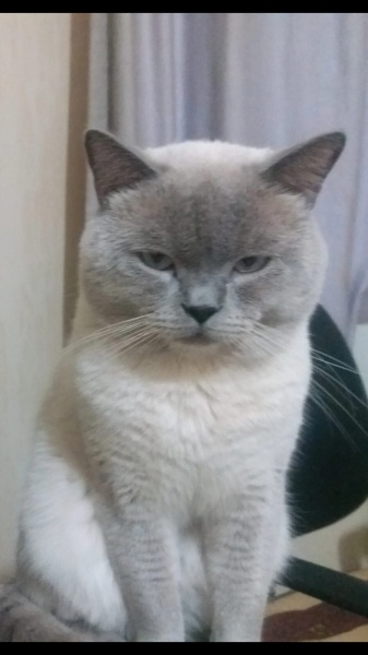 Scottish Fold, Kedi  Paşa fotoğrafı