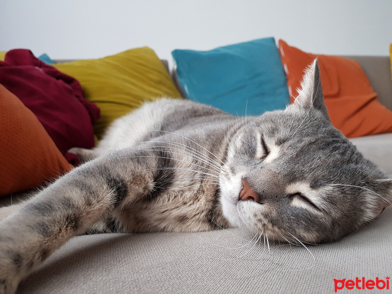 Tekir Kedi, Kedi  Şansa  fotoğrafı