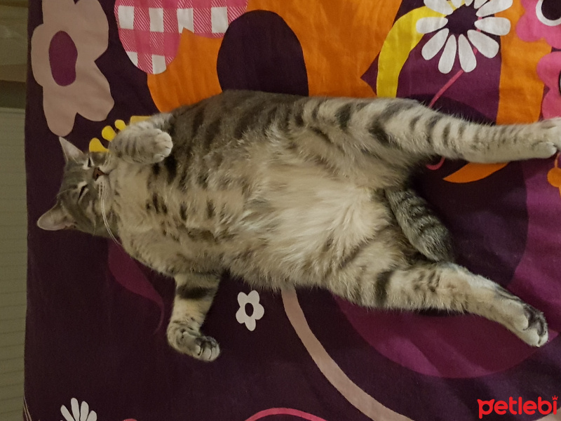 Tekir Kedi, Kedi  Şansa  fotoğrafı