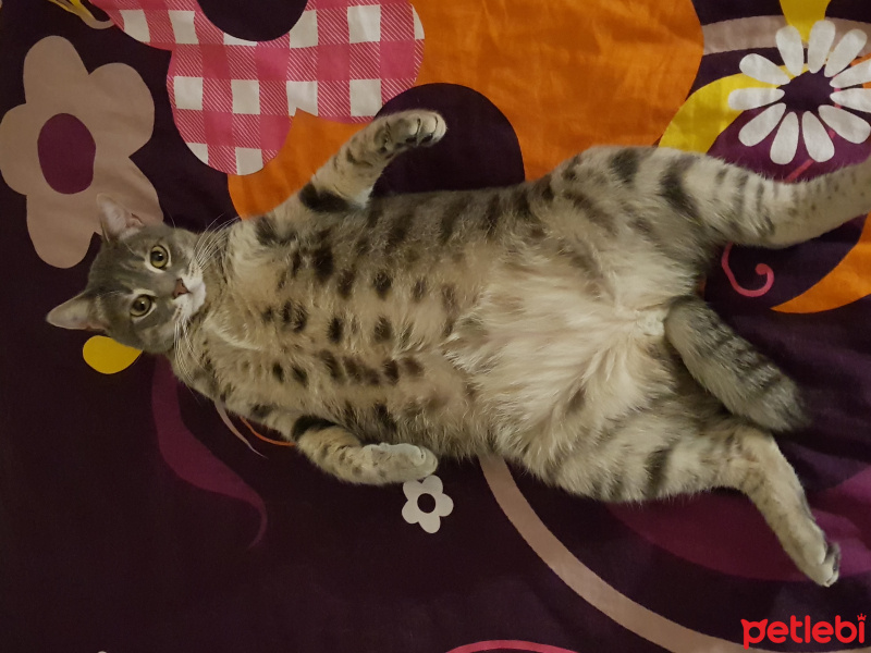 Tekir Kedi, Kedi  Şansa  fotoğrafı