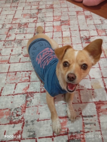 Minyatür Pinscher, Köpek  Yumak fotoğrafı