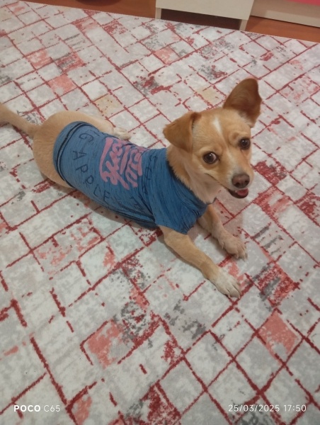 Minyatür Pinscher, Köpek  Yumak fotoğrafı