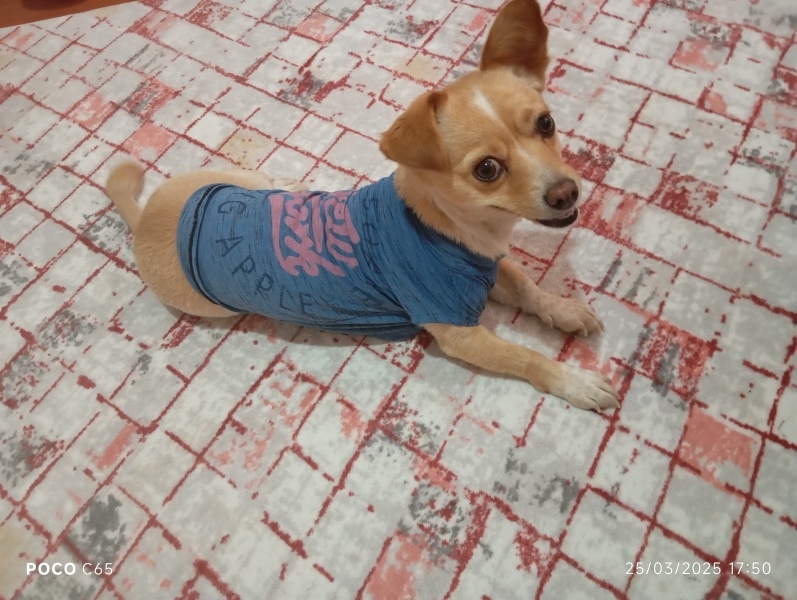 Minyatür Pinscher, Köpek  Yumak fotoğrafı