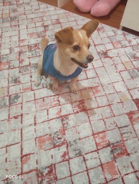 Minyatür Pinscher, Köpek  Yumak fotoğrafı