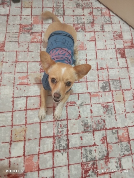 Minyatür Pinscher, Köpek  Yumak fotoğrafı