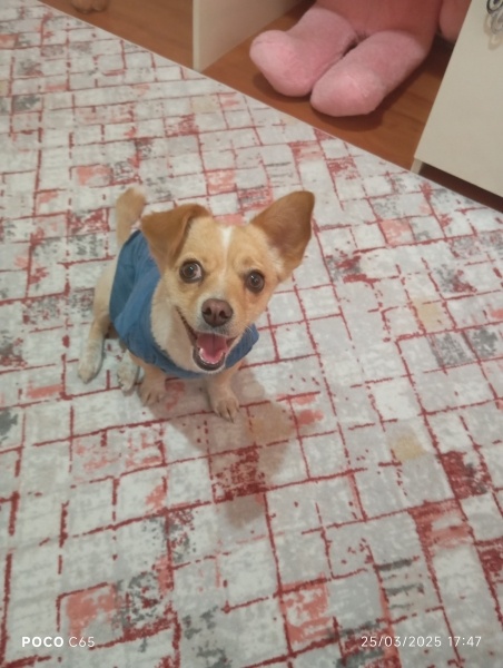 Minyatür Pinscher, Köpek  Yumak fotoğrafı