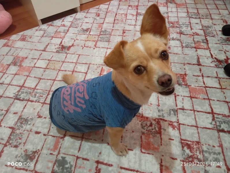 Minyatür Pinscher, Köpek  Yumak fotoğrafı