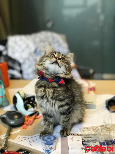 Tekir Kedi, Kedi  Mia fotoğrafı