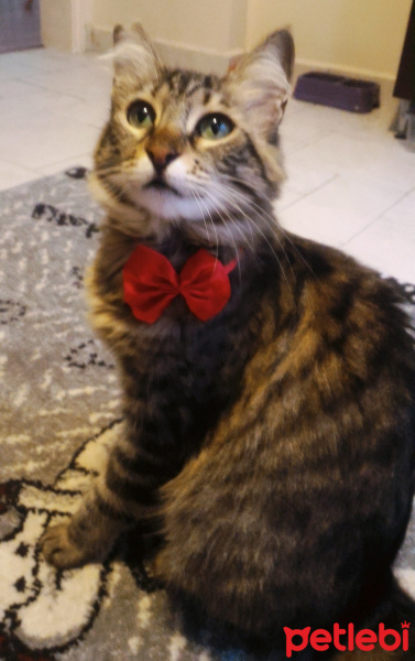 Tekir Kedi, Kedi  Mia fotoğrafı