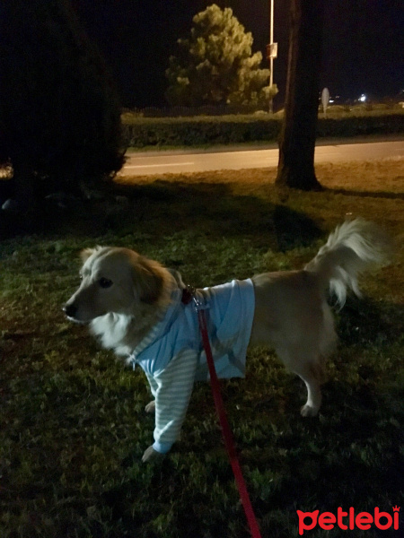 Golden Retriever, Köpek  PAMUK fotoğrafı