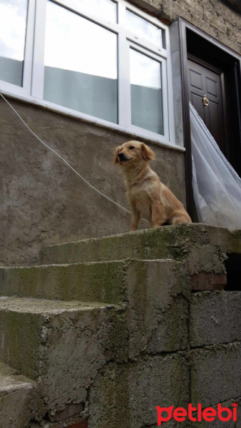 Golden Retriever, Köpek  PAMUK fotoğrafı