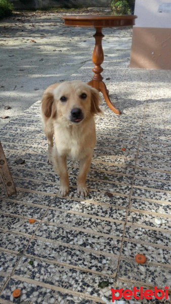 Golden Retriever, Köpek  PAMUK fotoğrafı