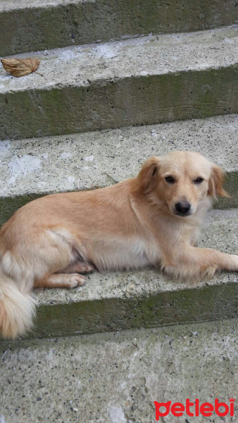 Golden Retriever, Köpek  PAMUK fotoğrafı