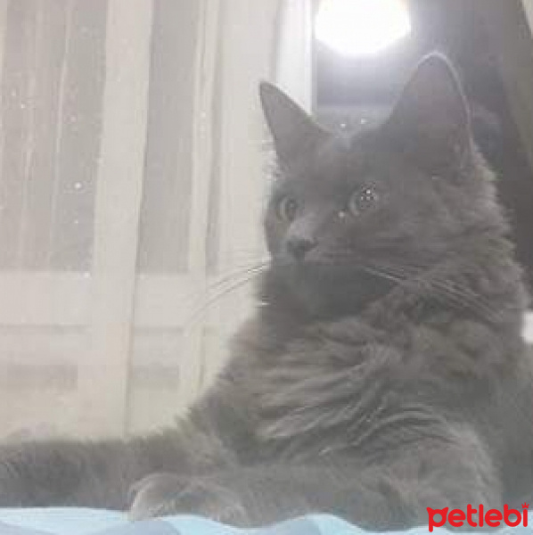 Nebelung, Kedi  Mia fotoğrafı