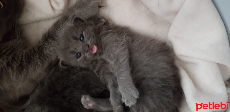 Nebelung, Kedi  Mia fotoğrafı