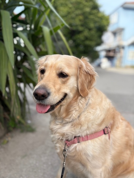 Golden Retriever, Köpek  Carmen fotoğrafı