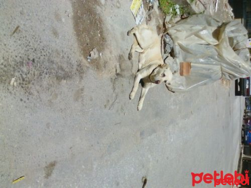 Golden Retriever, Köpek  Bera fotoğrafı