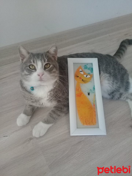 Tekir Kedi, Kedi  DUMAN fotoğrafı