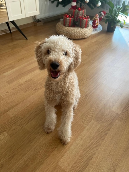Poodle(Standart Kaniş), Köpek  HALLEY fotoğrafı