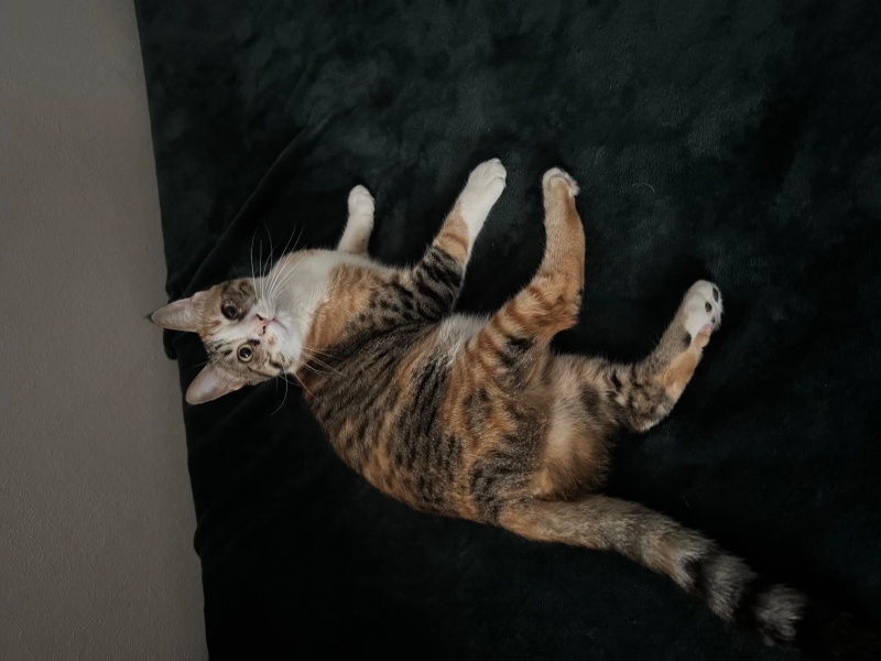 Tekir Kedi, Kedi  İsot fotoğrafı