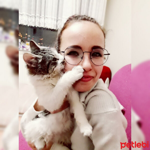 Tekir Kedi, Kedi  Gır Gır  fotoğrafı