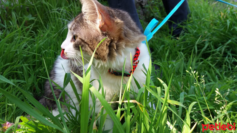 Tekir Kedi, Kedi  Gır Gır  fotoğrafı