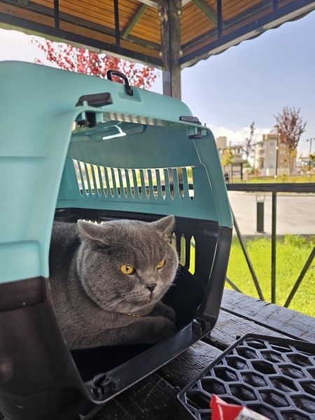 Brazilian Shorthair, Kedi  PARS fotoğrafı