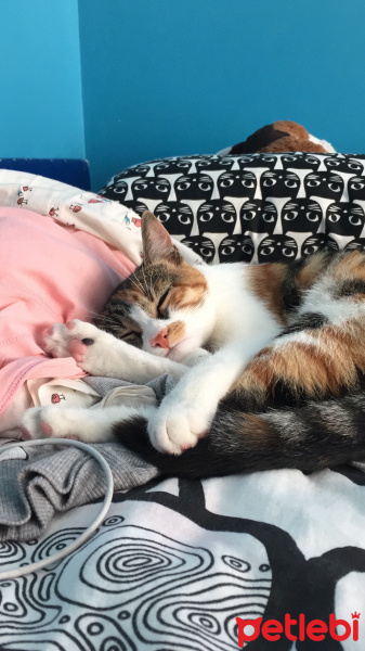 Tekir Kedi, Kedi  Kırçıl fotoğrafı