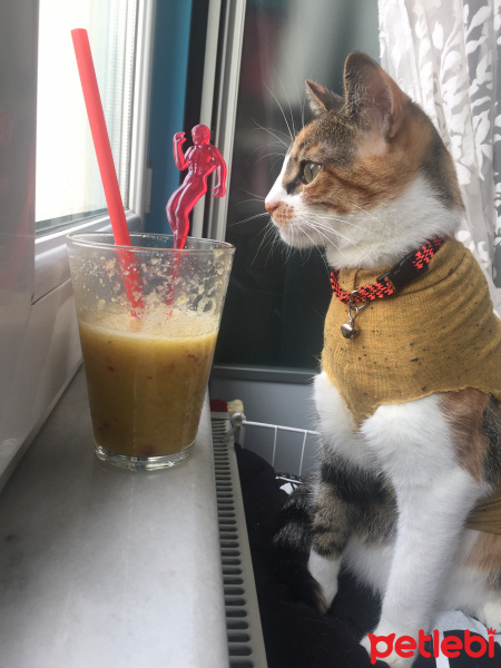 Tekir Kedi, Kedi  Kırçıl fotoğrafı