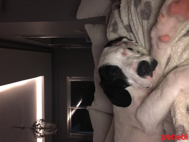 Dogo Arjantin, Köpek  Panda fotoğrafı