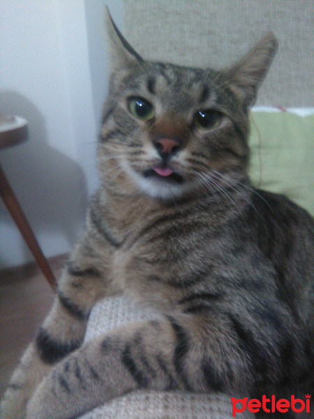 Tekir Kedi, Kedi  Petek fotoğrafı